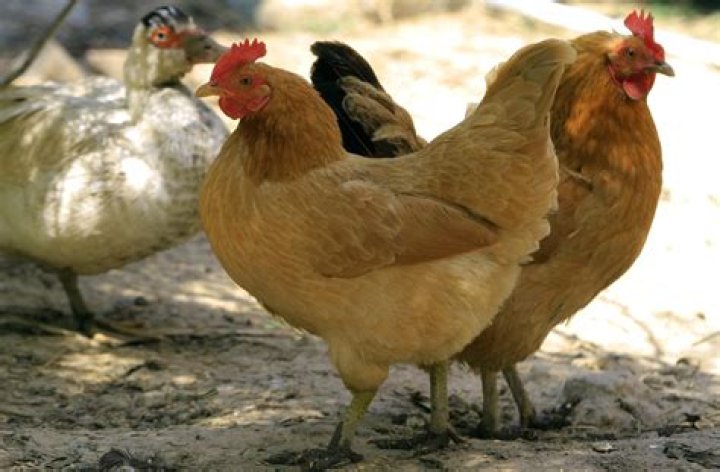 China's Newest Billionaire Made His Fortune Breeding Chickens  