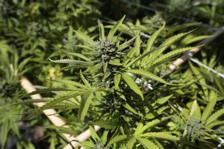 Fake Socialite, Drug Smuggler, Convicted Criminal - The Completely Insane Life Of "Pot Princess" Lisette Lee