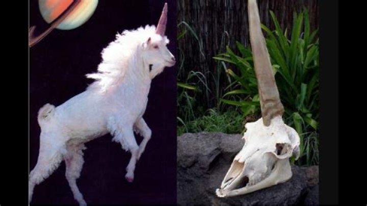 Five Tech Founders Who Were Hailed As The Next Unicorns But Fell From Grace, Plus A (Dis)Honorable Mention