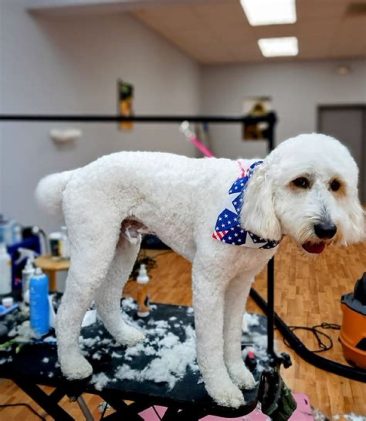 Pampered Pooch Enjoys $493,000 Mansion Built Just For Him