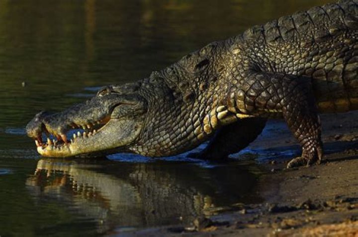 William Belo Becomes Billionaire Through Crocodile Farming And Home Improvement